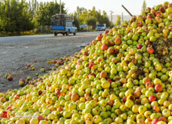 چرا محصولات کشاورزی اصفهان هدر می‌روند؟