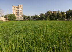 جایی برای زندگی؟!