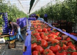 قیمت عمده انواع میوه و سبزیجات