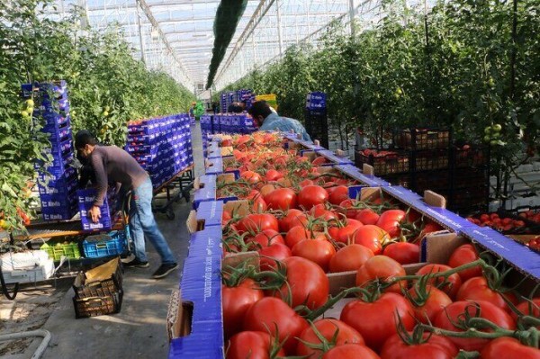 رشد ۳۵ درصدی صادرات محصولات کشاورزی طی ۱۱ ماهه سال گذشته