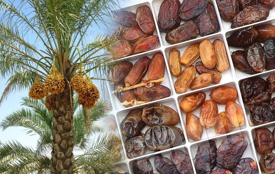 صادرات خرما آزاد شد