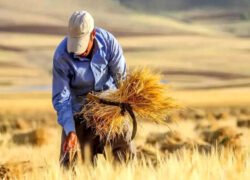 نرخ پیشنهادی خرید تضمینی هر کیلوگرم گندم ۲۴ هزار تومان اعلام شد