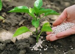 توزیع ۷ هزار تن کود یارانه‌ای در تهران | حمایت از کشاورزان با الگوی کشت