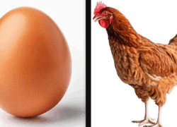 نرخ مصوب مرغ و تخم مرغ اعلام شد