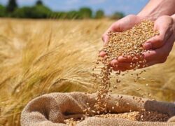 خرید ۱۴ هزار تن گندم در اصفهان | قیمت تضمینی و مراکز خرید