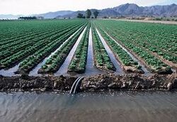 صادرات آب مجازی ایران | آمار تکان‌دهنده از فرار سالانه ۸۴۷ میلیارد لیتر آب