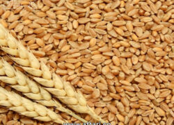 ‌واریز ۲۸.۵ همت به حساب گندم‌کاران