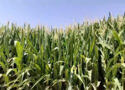 صنایع تبدیلی و غذایی اصفهان سالانه ۸ میلیون تن مواد خام کشاورزی جذب می‌کنند