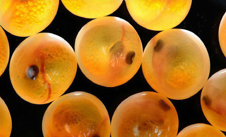 صادرات بیش از ۱.۳ میلیون تخم چشم‌زده ماهی قزل‌آلا از اصفهان به خارج از کشور 