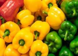 تیران و کرون؛ قطب تولید فلفل دلمه‌ای رنگی ایران