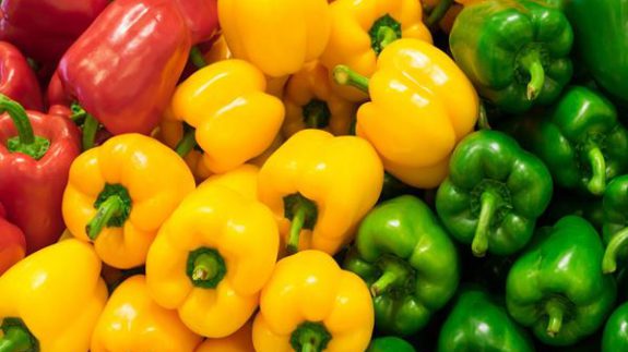 تیران و کرون؛ قطب تولید فلفل دلمه‌ای رنگی ایران