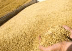 خرید تضمینی ۷۴ هزار تن گندم در استان اصفهان