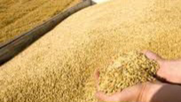 خرید تضمینی ۷۴ هزار تن گندم در استان اصفهان