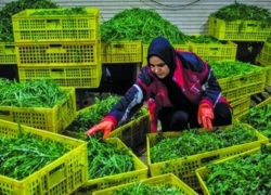 بحران کسب‌وکارهای خرد اصفهان | نیازمند حمایت فوری