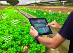 دستگاه‌های هوشمند آبیاری و کوددهی راندمان کشاورزی را تا ۴۰ درصد افزایش دادند