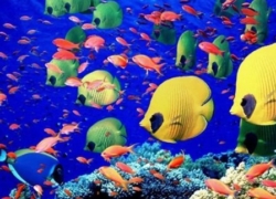 پایتخت آبزیان زینتی ایران؛ اصفهان