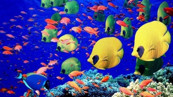 پایتخت آبزیان زینتی ایران؛ اصفهان