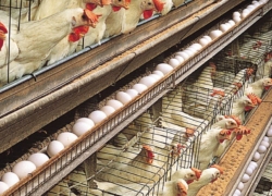 کاشان؛ قطب تولید تخم‌مرغ و محصولات دامی در استان اصفهان