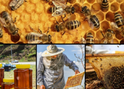 تولید سالانه ۳۴ هزار تن عسل در نجف‌آباد | ۲۰ درصد صادرات به کشورهای حاشیه خلیج فارس