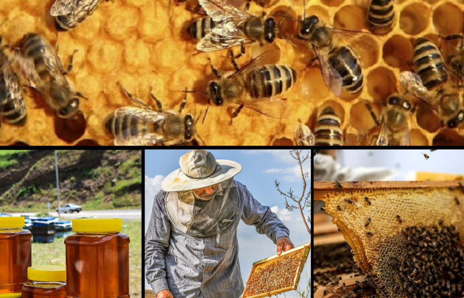 تولید سالانه ۳۴ هزار تن عسل در نجف‌آباد | ۲۰ درصد صادرات به کشورهای حاشیه خلیج فارس