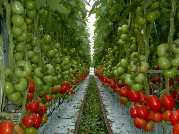 افتتاح و کلنگ‌زنی چندین طرح عمرانی و فرهنگی در خمینی‌شهر با حضور معاون استاندار