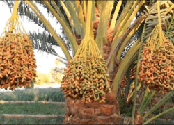 خوروبیابانک؛ بهشت نخلستان‌های استان اصفهان