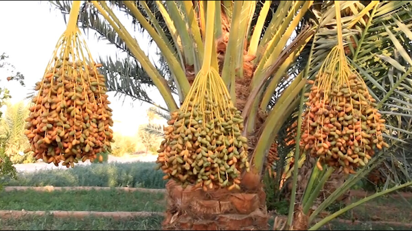 خوروبیابانک؛ بهشت نخلستان‌های استان اصفهان