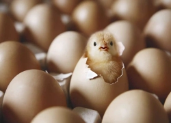 کاشان؛ قطب تولید تخم‌مرغ استان اصفهان با تولید سالانه ۴۷,۸۰۰ تن