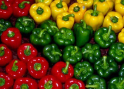 رشد چشمگیر گلخانه‌داری در تیران و کرون با ۴۰ واحد جدید در هفته دولت