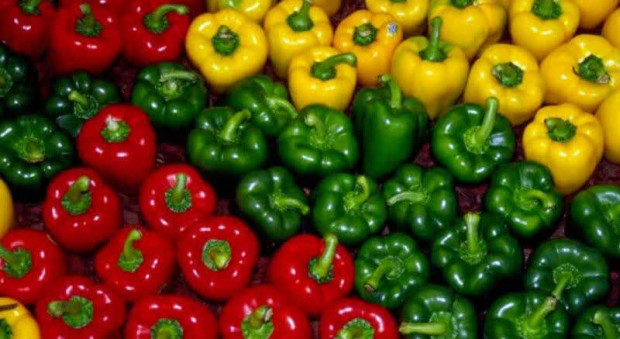 رشد چشمگیر گلخانه‌داری در تیران و کرون با ۴۰ واحد جدید در هفته دولت