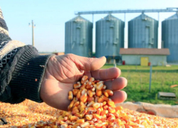 بحران گوشت و لبنیات؛ دامداران: دولت مقصر اصلی گرانی است