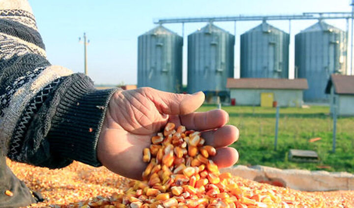 بحران گوشت و لبنیات؛ دامداران: دولت مقصر اصلی گرانی است