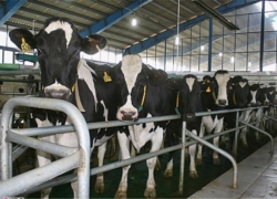 تپش صنعت دامپروری در اصفهان | تولید 2 میلیون تن شیر در اصفهان