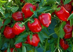 موفقیت الگوی کشت گلخانه‌ای در تیران و کرون؛ اشتغال‌زایی و ارزآوری چشمگیر