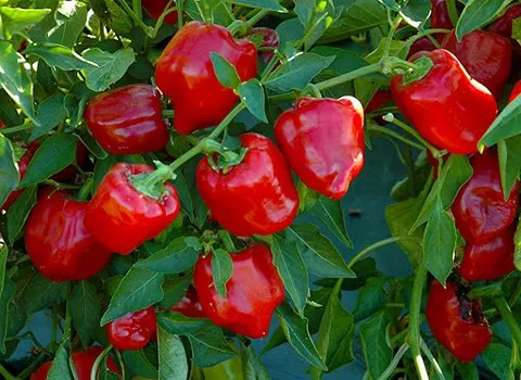 موفقیت الگوی کشت گلخانه‌ای در تیران و کرون؛ اشتغال‌زایی و ارزآوری چشمگیر