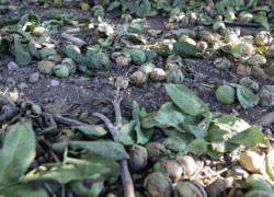 برداشت ۴۰۰ تنی گردوی خوانسار با وجود کاهش تولید/ استفاده از فناوری‌های نوین برای ارتقای کیفیت