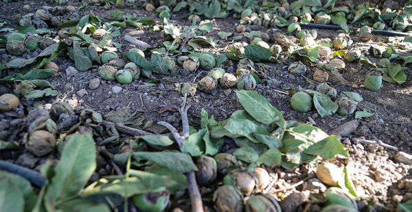 برداشت ۴۰۰ تنی گردوی خوانسار با وجود کاهش تولید/ استفاده از فناوری‌های نوین برای ارتقای کیفیت