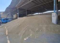 افزایش دوبرابری قیمت خوراک دام و طیور در اصفهان