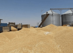 ذخیره گندم اصفهان در وضعیت مطلوب/ ورود ۲۰۹ هزار تن گندم در ۷ ماه