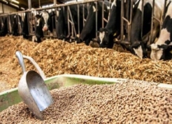 توزیع ۱۲۱ هزار تن نهاده دامی در اصفهان با نظارت کامل