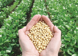 آینده کشاورزی اصفهان در گرو صنعت دانش‌بنیان بذر