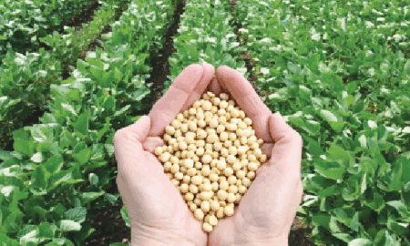 آینده کشاورزی اصفهان در گرو صنعت دانش‌بنیان بذر