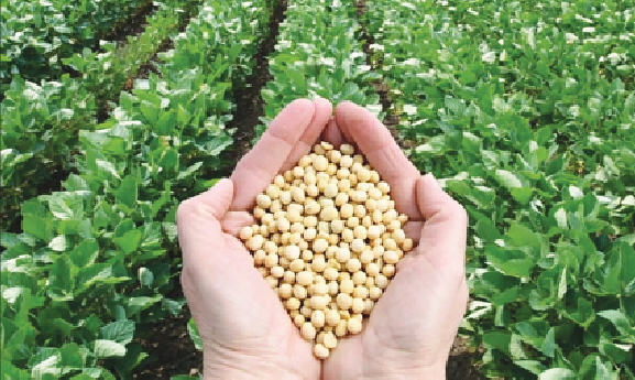 آینده کشاورزی اصفهان در گرو صنعت دانش‌بنیان بذر