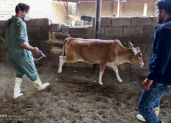 آزمون دشوار کنترل بیماری در قطب تولید شیر کشور