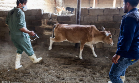 آزمون دشوار کنترل بیماری در قطب تولید شیر کشور