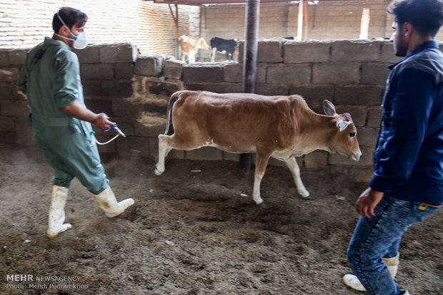 آزمون دشوار کنترل بیماری در قطب تولید شیر کشور