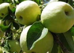 سمیرم با برند ملی سیب