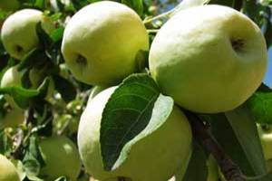 سمیرم با برند ملی سیب