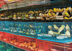 انتقال پرنده‌فروشی‌های اصفهان به مجتمع پرندگان بومی + جزئیات واگذاری غرفه‌ها