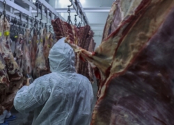 فعالیت کامل واحدهای دامداری و طیور در استان اصفهان / افزایش تولید محصولات پروتئینی